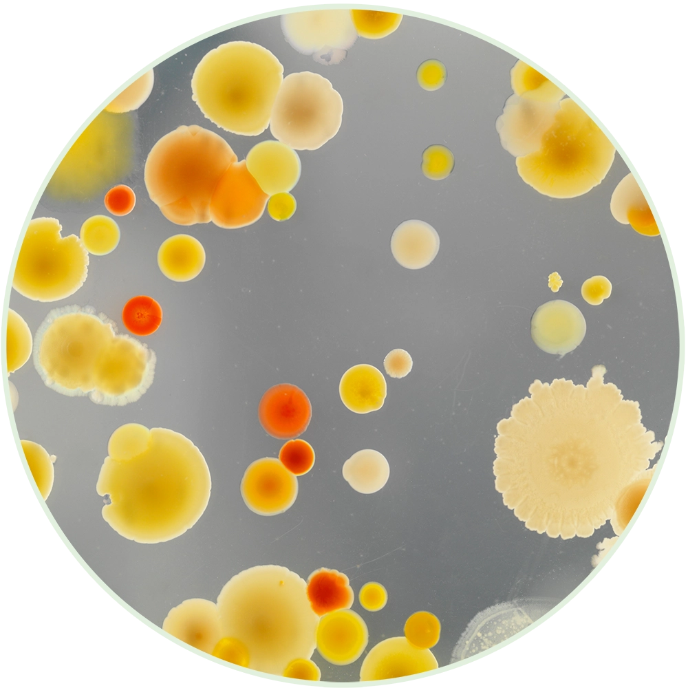 View through microscope